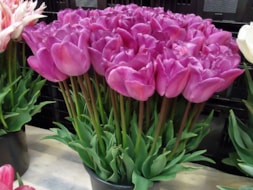 Magic-Lavender-(2)